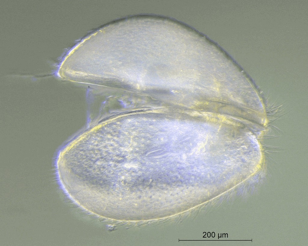 Cypridopsis_vidua-21.jpg