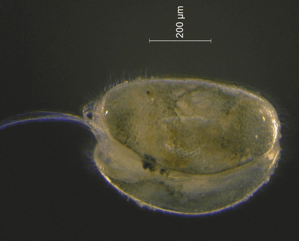 Cypridopsis_vidua-22.jpg