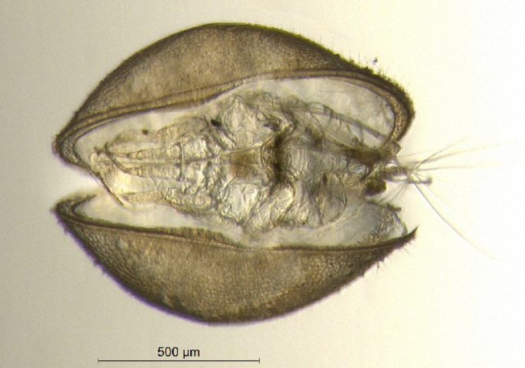 Cypris_pubera-22.jpg