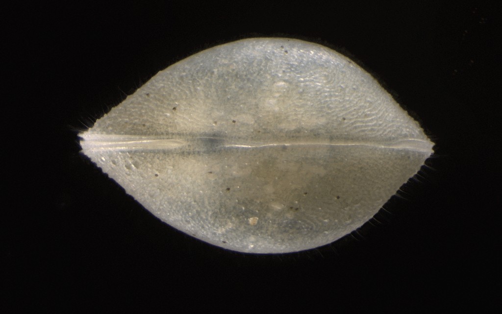 Cypris_pubera-23.jpg