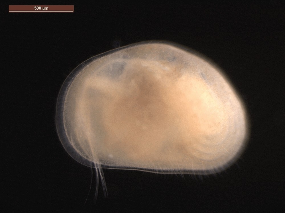 Cyprois_marginata-1.jpg