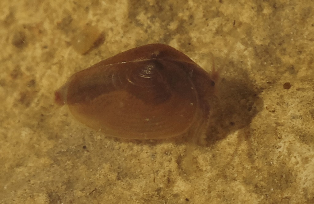 Cyzicus_tetracerus-10.jpg