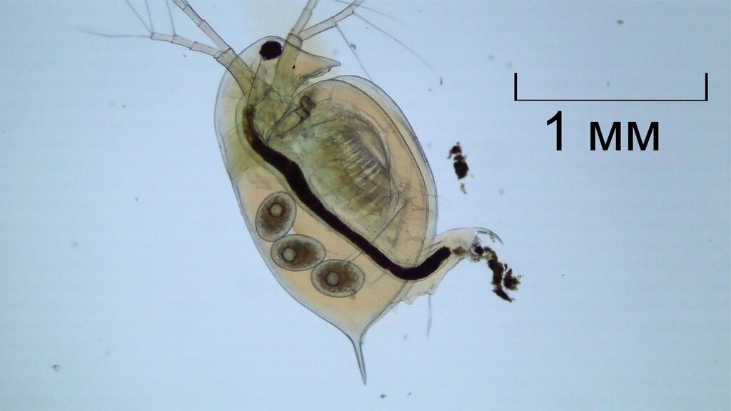 Daphnia_curvirostris-11.jpg