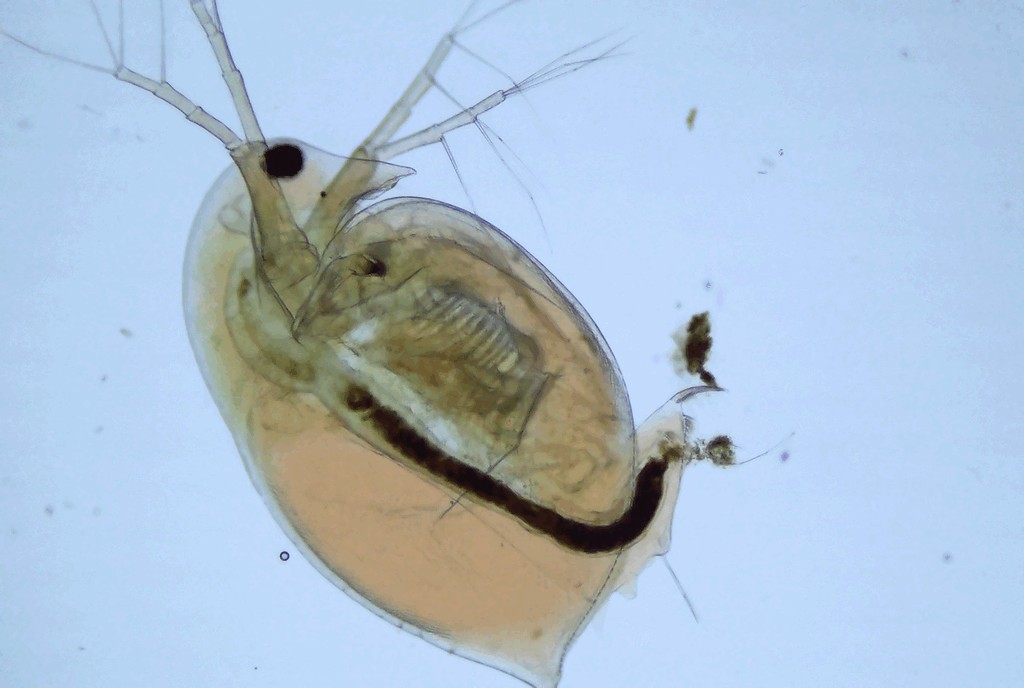 Daphnia_curvirostris-12.jpg