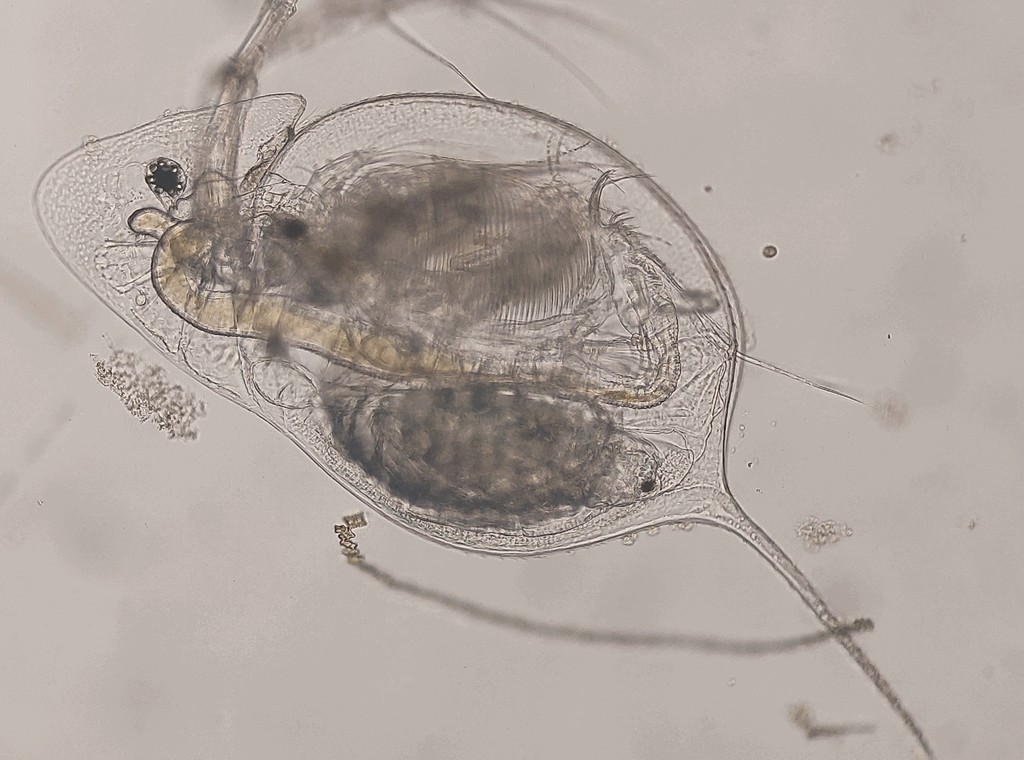 Daphnia_galeata-20.jpg