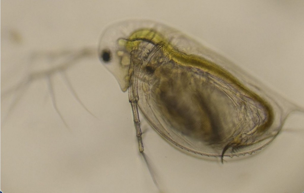 Daphnia_galeata-21.jpg