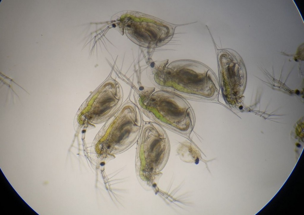 Daphnia_galeata-22.jpg