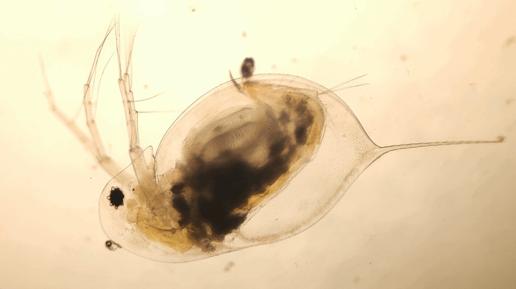Daphnia_hyalina-1.jpg