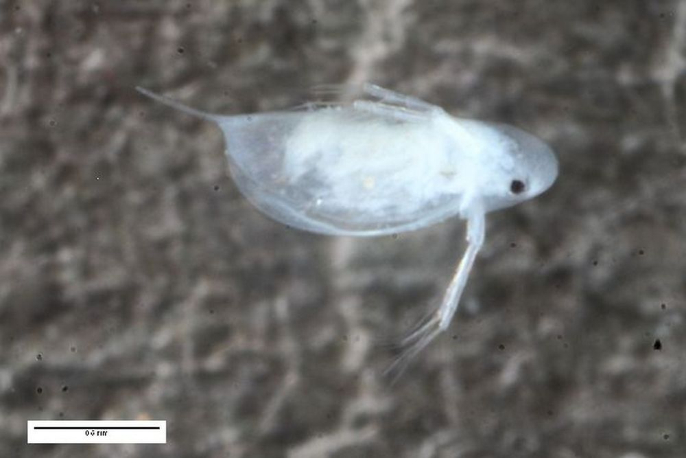 Daphnia_hyalina-2.jpg