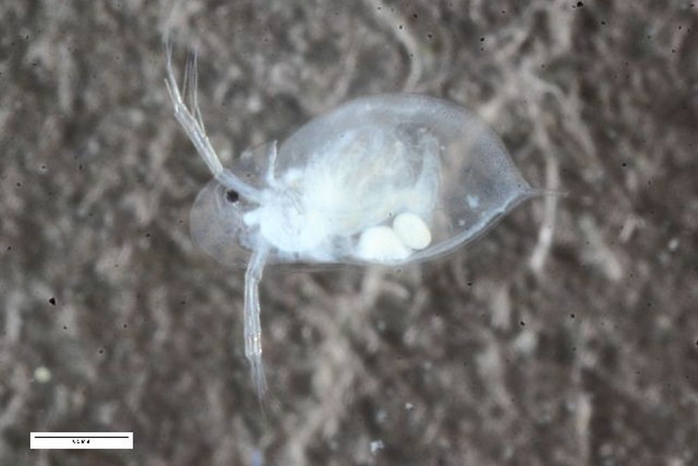Daphnia_hyalina-3.jpg