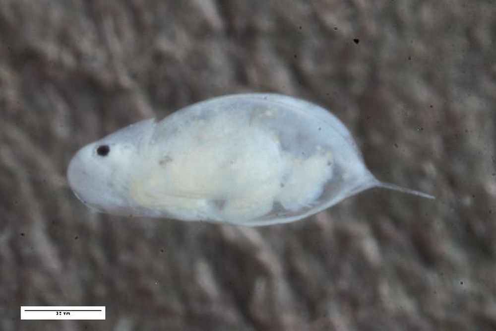 Daphnia_hyalina-4.jpg