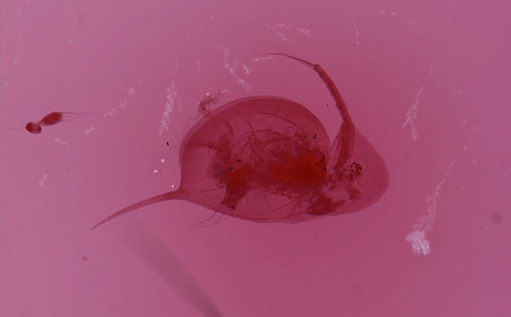 Daphnia_longiremis-4.jpg