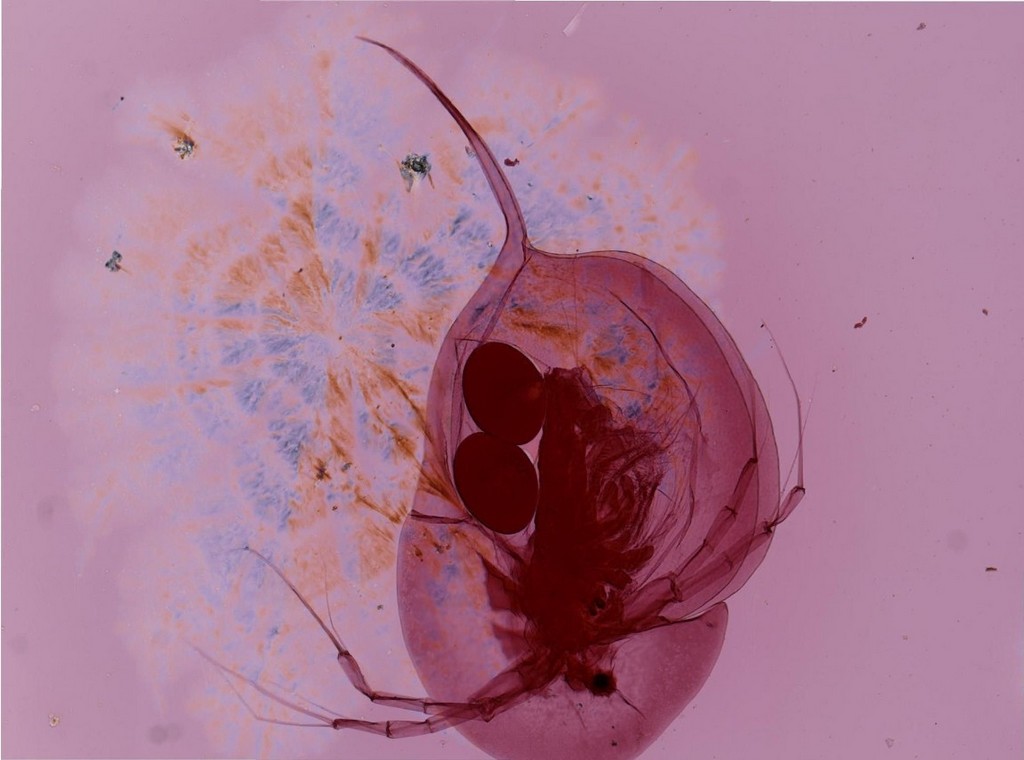 Daphnia_longiremis-5.jpg