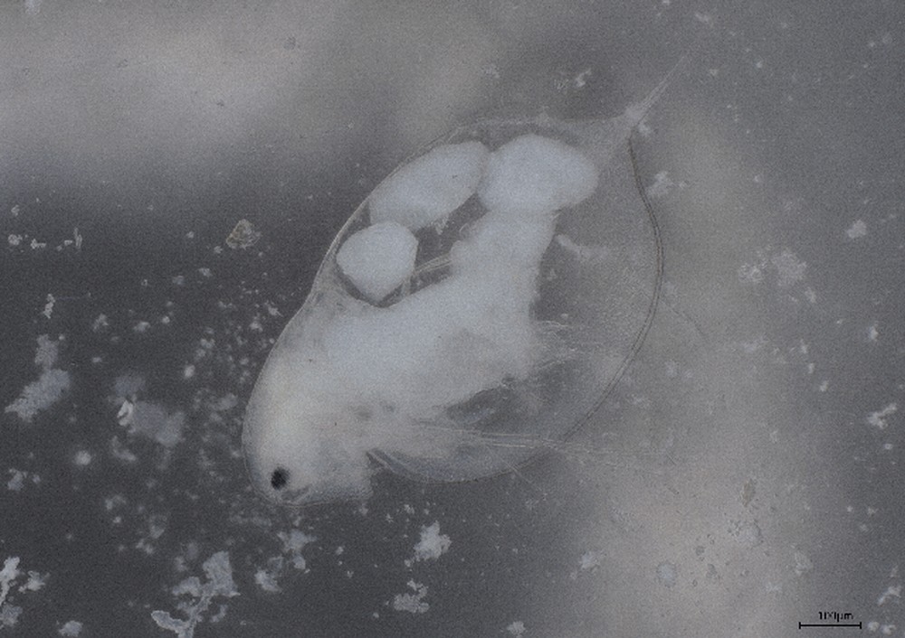 Daphnia_longiremis-6.jpg