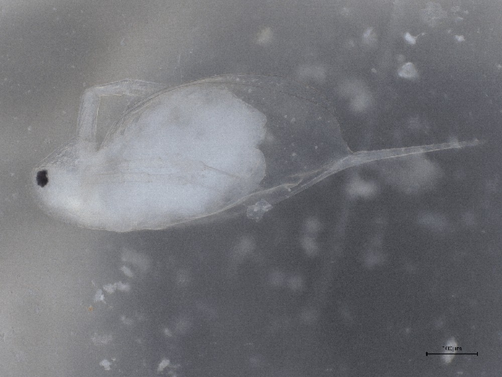 Daphnia_longiremis-8.jpg