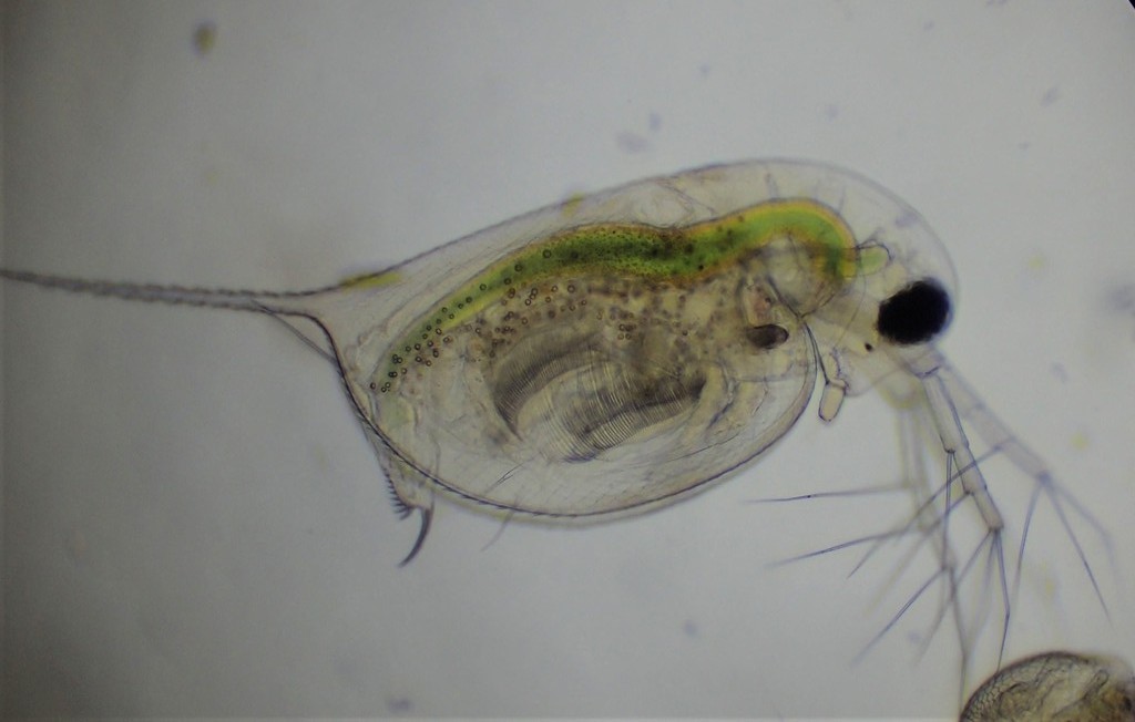 Daphnia_longispina_10.jpg