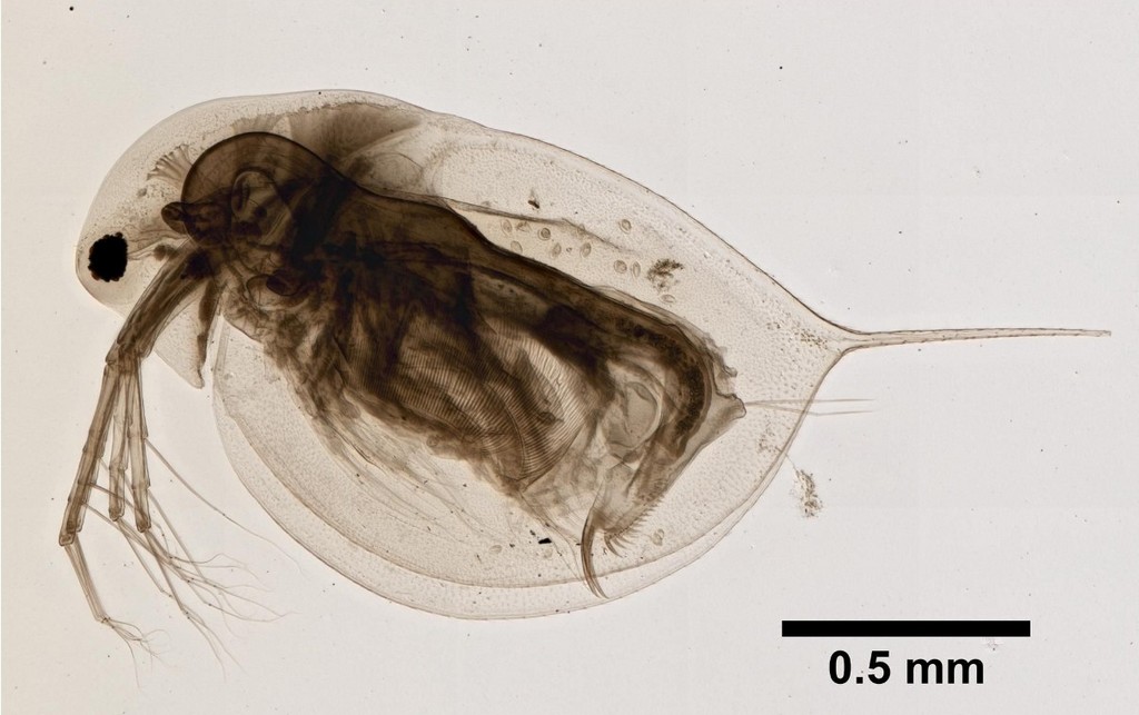 Daphnia_longispina_11.jpg