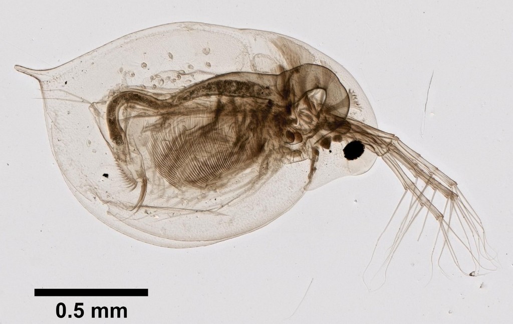 Daphnia_longispina_12.jpg