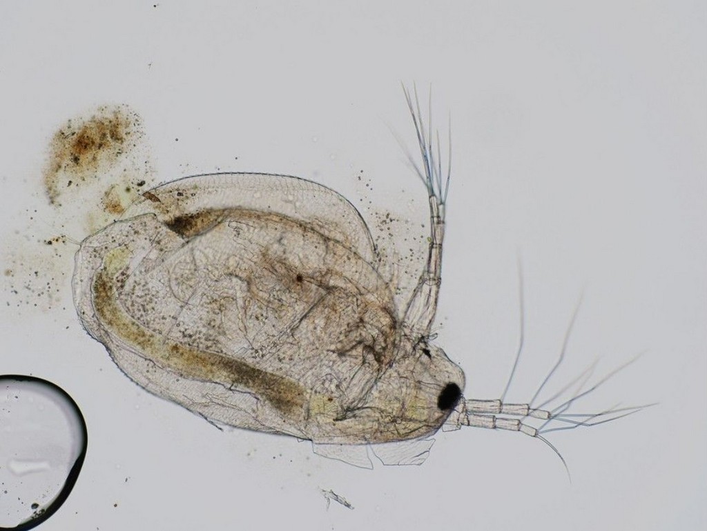 Daphnia_magna-10.jpg