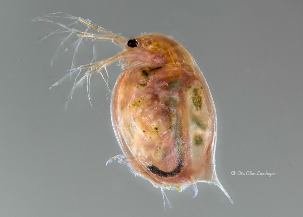 Daphnia_magna-11.jpg