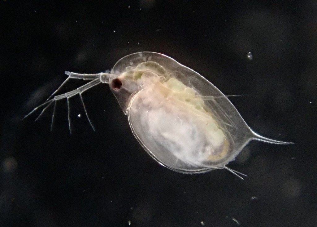 Daphnia_magna-13.jpg