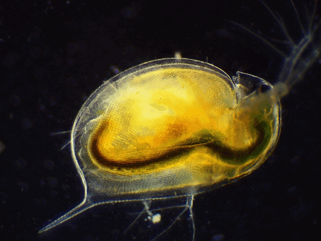 Daphnia_magna-15.jpg