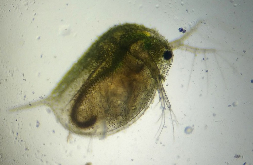 Daphnia_magna-16.jpg