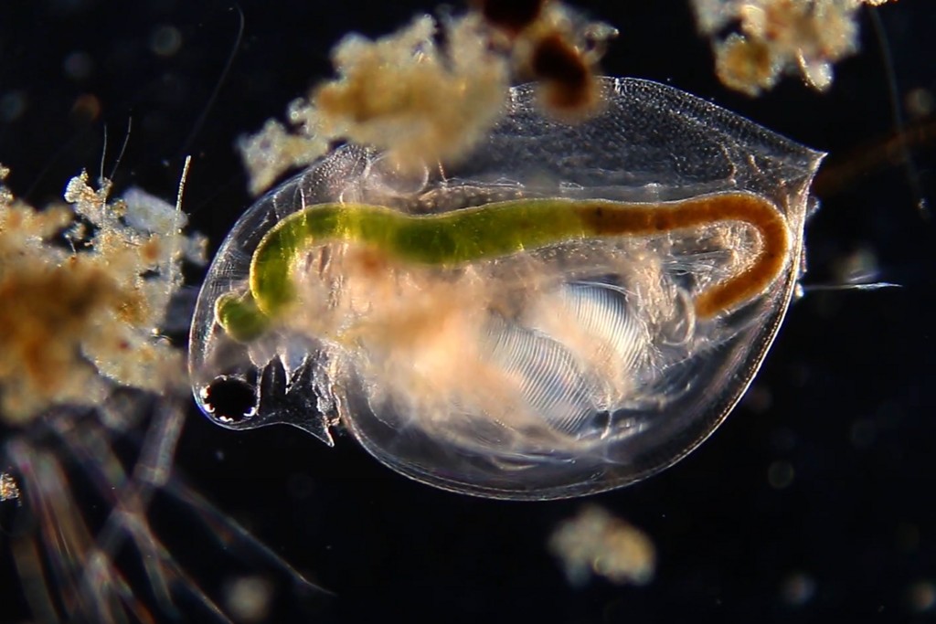 Daphnia_obtusa-20.jpg