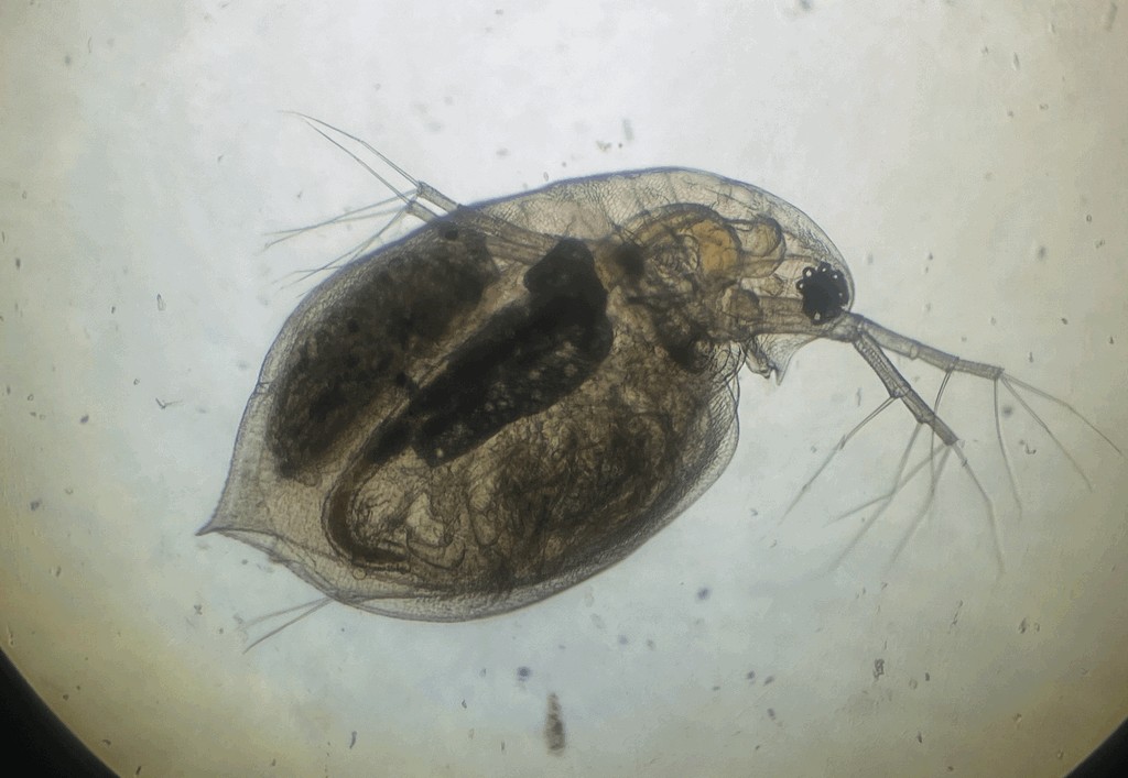 Daphnia_obtusa-21.jpg