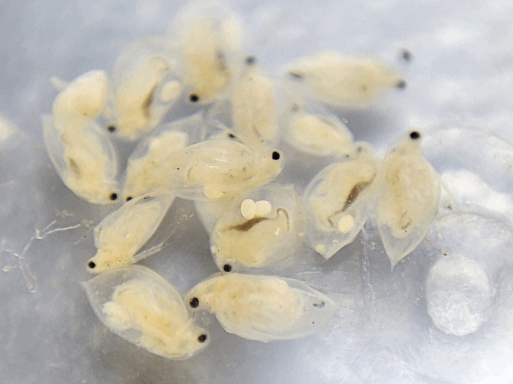 Daphnia_obtusa-22.jpg