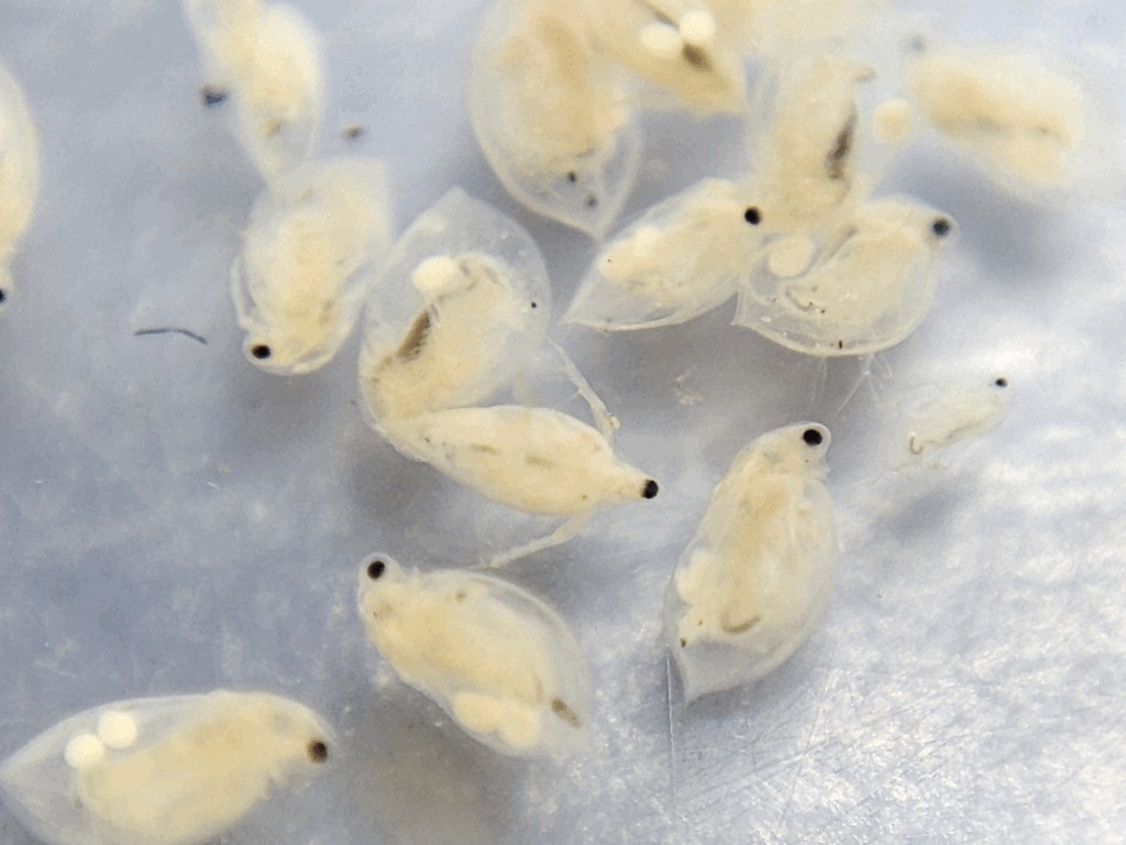 Daphnia_obtusa-23.jpg