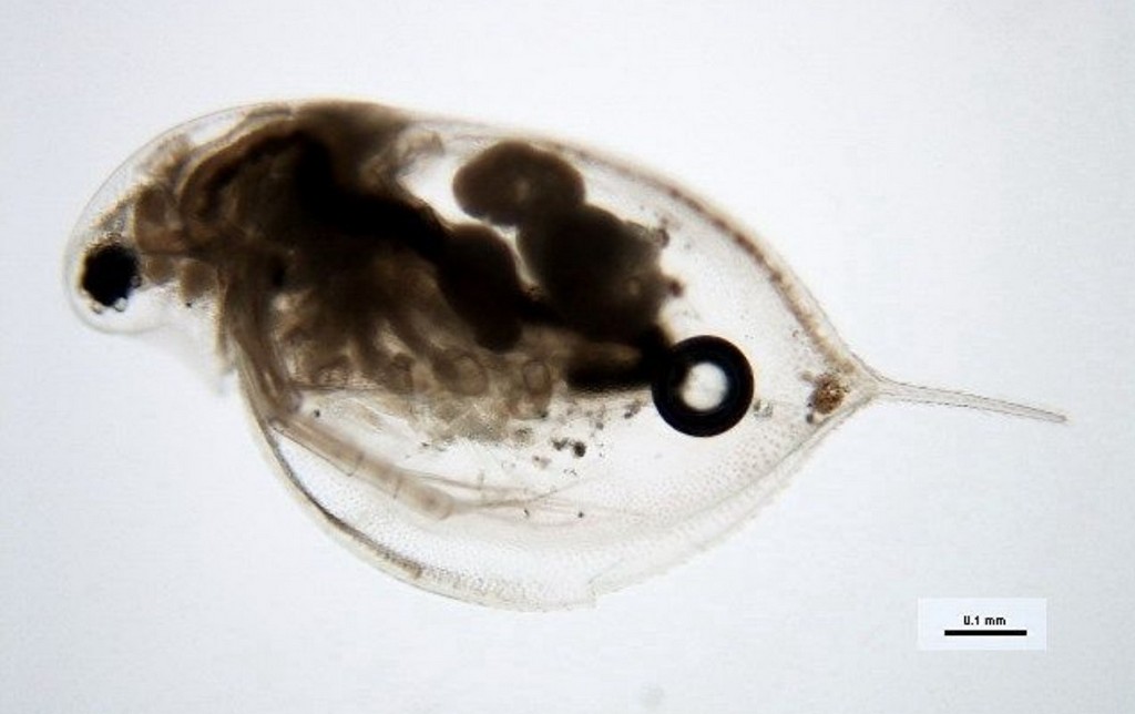 Daphnia_obtusa-24.jpg