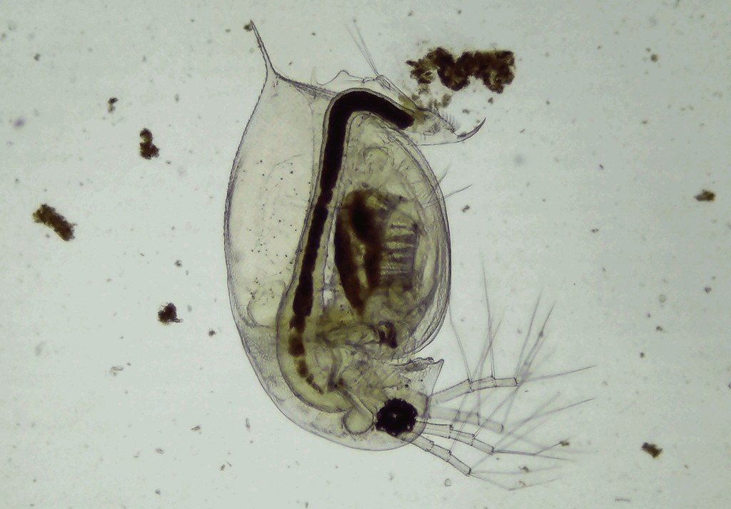 Daphnia_pulex-20.jpg