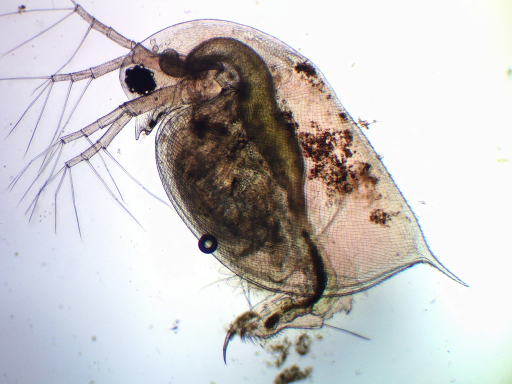 Daphnia_pulex-27.jpg