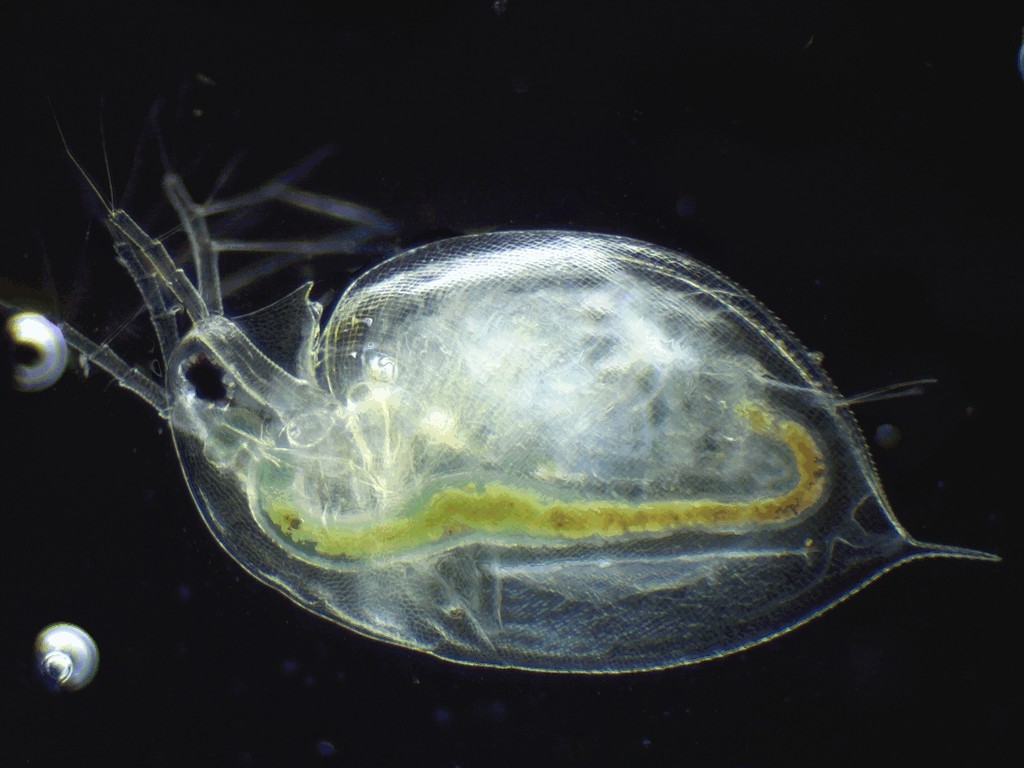 Daphnia_pulex-28.jpg