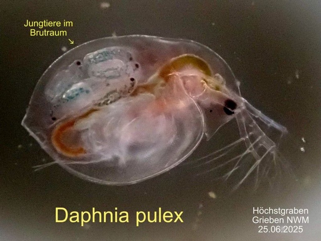 Daphnia_pulex-33.jpg
