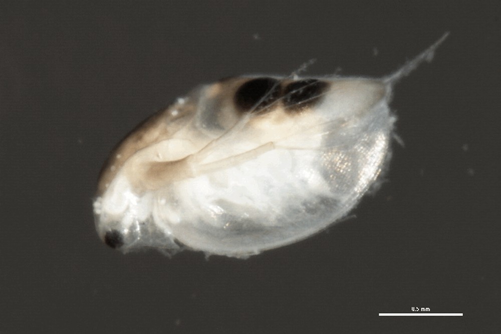 Daphnia_pulicaria-1.jpg