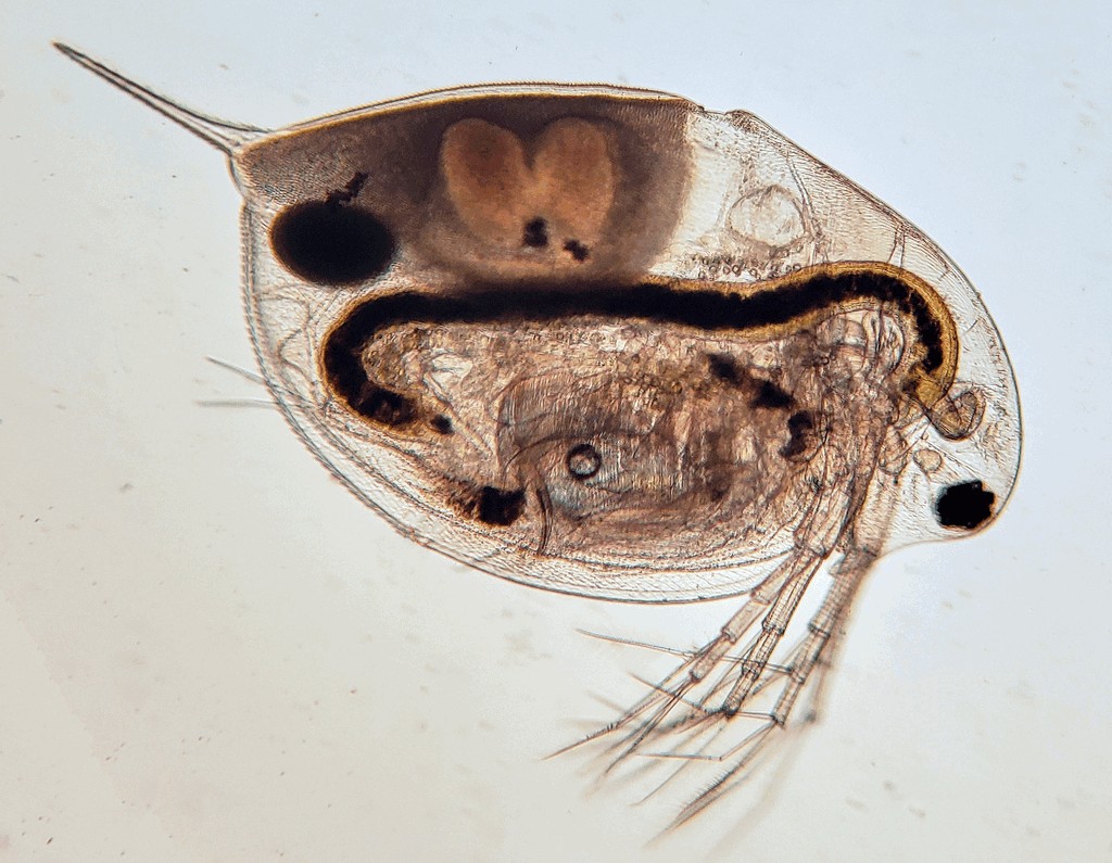 Daphnia_pulicaria-3.jpg