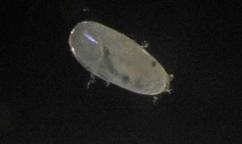 Darwinula_stevensoni-6.jpg