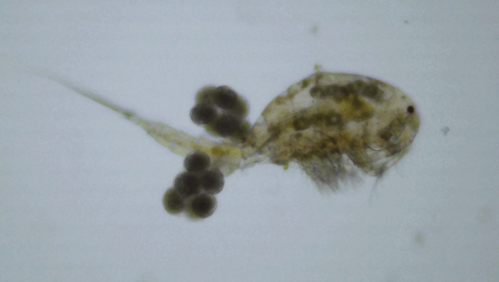 Diacyclops_nanus-11.jpg
