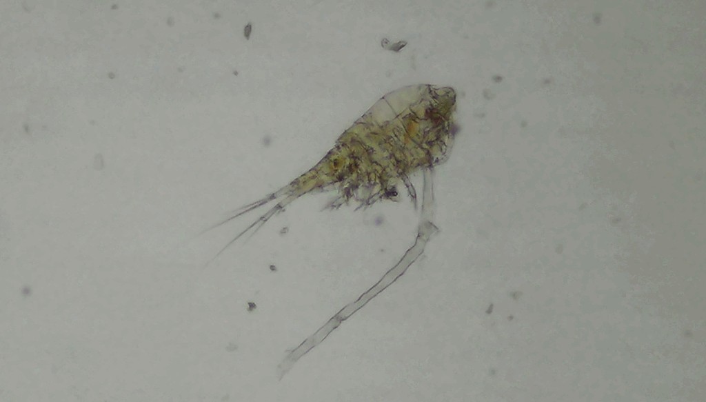 Diacyclops_nanus-12.jpg