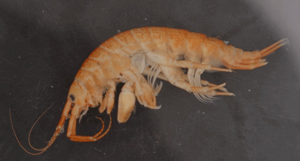 Dikerogammarus_haemobaphes-10.jpg