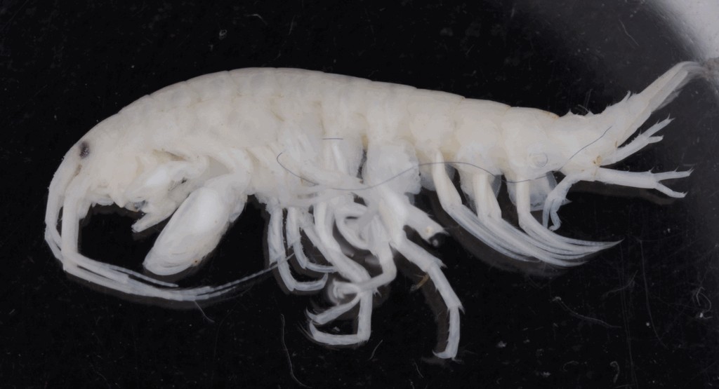 Dikerogammarus_haemobaphes-11.jpg