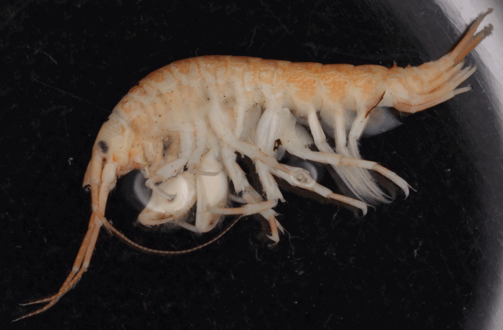 Dikerogammarus_haemobaphes-12.jpg
