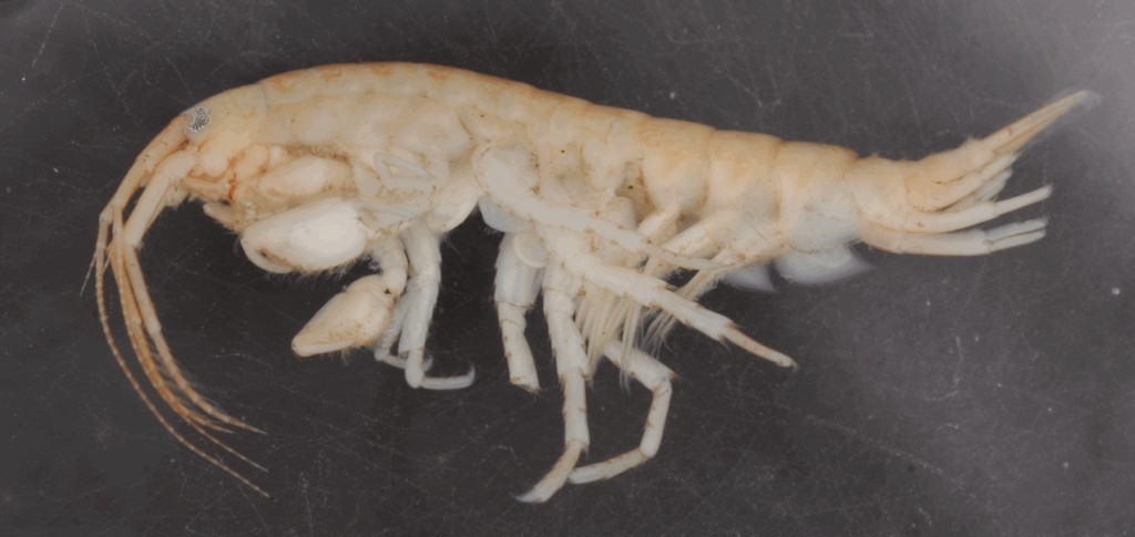 Dikerogammarus_haemobaphes-13.jpg
