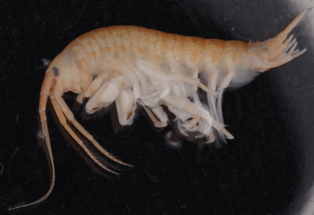 Dikerogammarus_haemobaphes-14.jpg