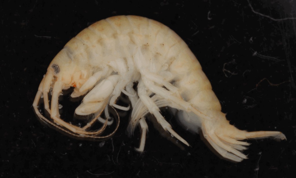 Dikerogammarus_haemobaphes-15.jpg