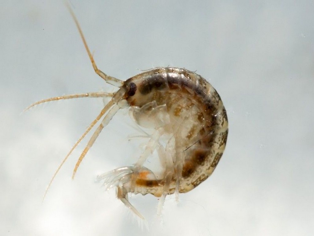 Dikerogammarus_haemobaphes-9.jpg