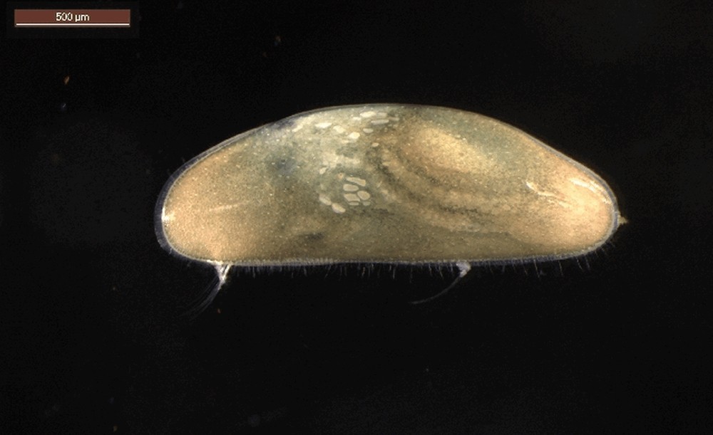 Dolerocypris_fasciata-10.jpg