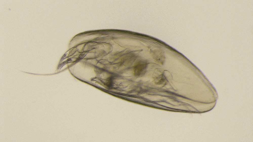 Dolerocypris_fasciata-11.jpg